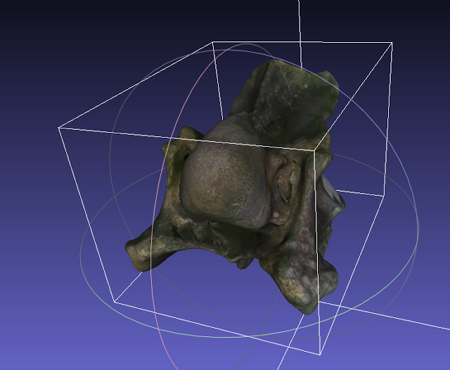 Vértebra cervical Equus