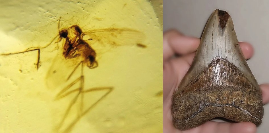 Mosquito en ámbar y diente de Megalodon